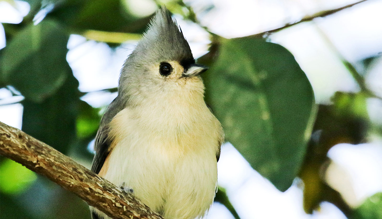 Some Bird Flocks Are A Lot Like K pop Groups Futurity