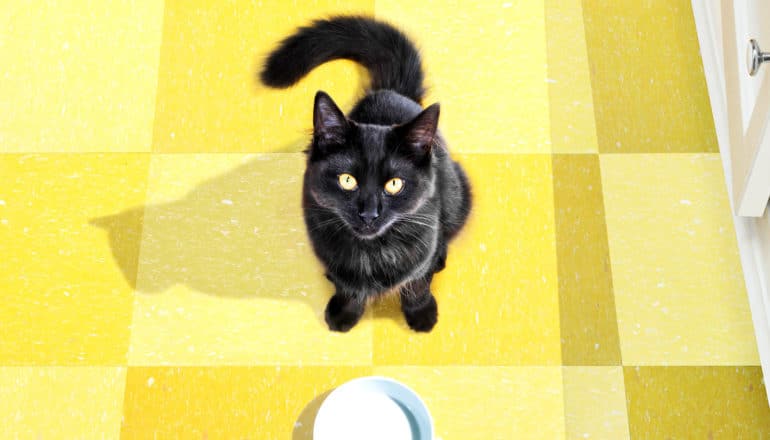 black cat waits for food in empty dish on yellow linoleum floor