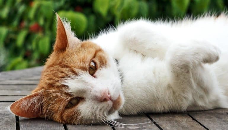 A white and orange cat lays on a wooden table outside, with green leaves in the background
