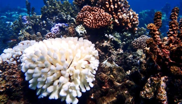 Pollution cuts can prevent coral bleaching when things get hot | WordDisk