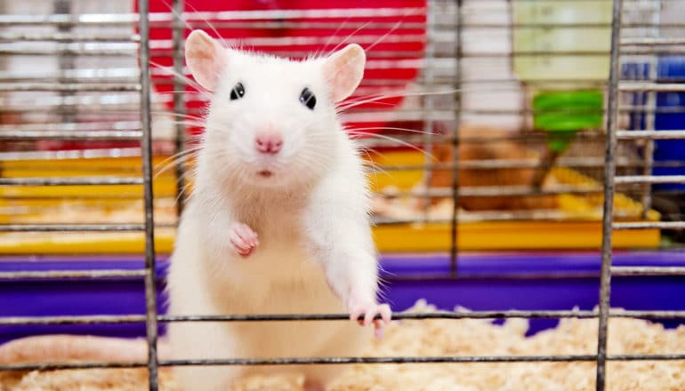 A white lab mouse stands up in a cage, holding itself up with one arm on the bars