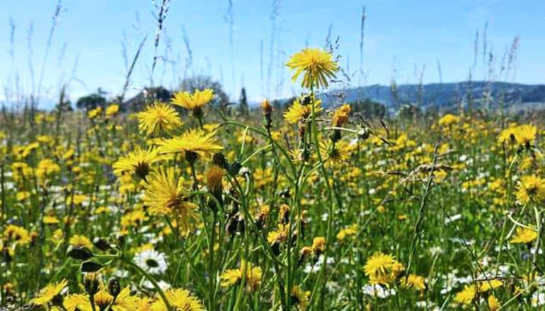 A field with many different plants and yellow and white flowers