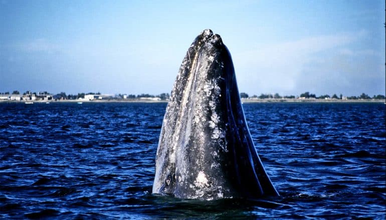 A gray whale pushes its head above the surface of deep blue water, with the blue sky in the background