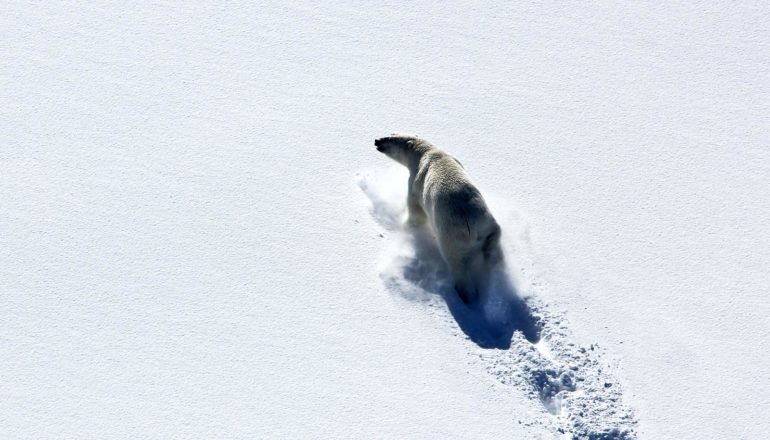 A lone polar bear walks through a snowy plain