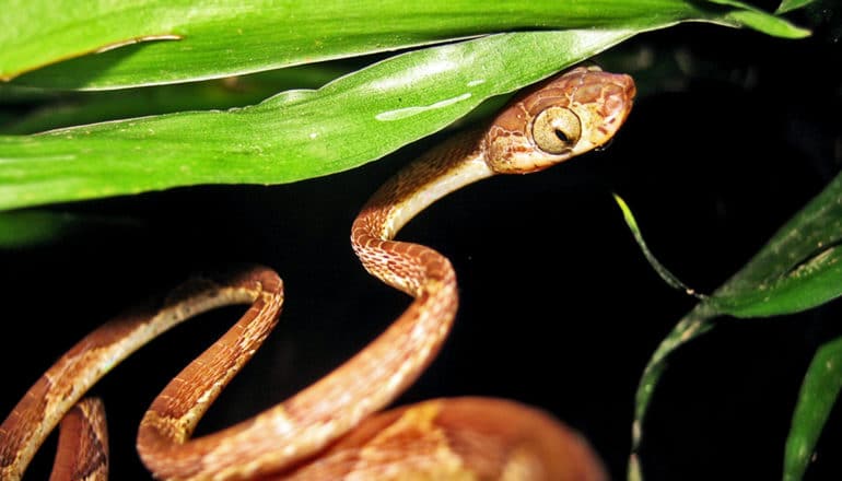 A thin brown snake peeks out from under a bright green leaf