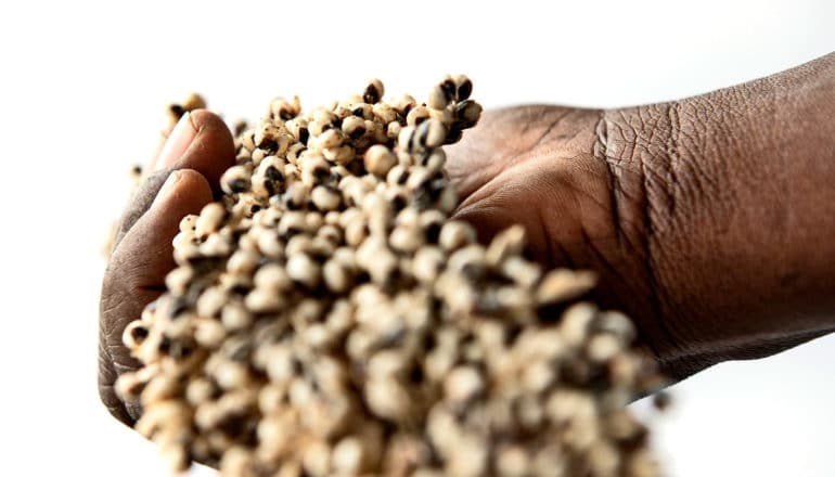 sorghum falls from hand