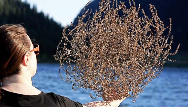 person holds tumbleweed in outstretched hand