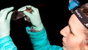 person with headlamp, coat, and gloves holds bat and extends its wing