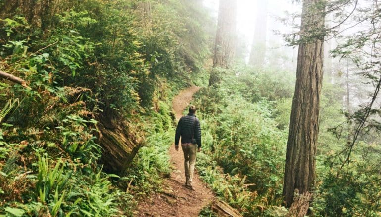 A man walks a trail in a forest