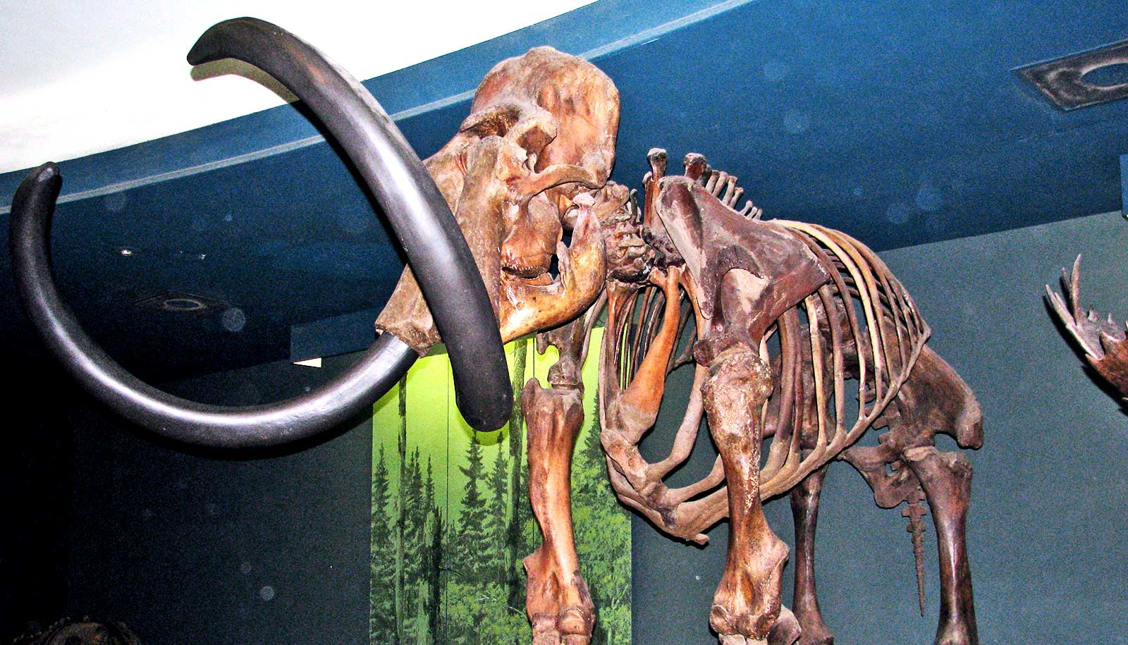 Revived woolly mammoth genes shed light on their final days Futurity