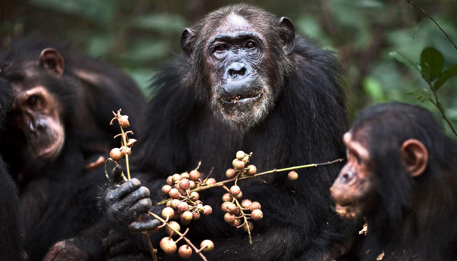 Young male chimps still need their moms - Futurity