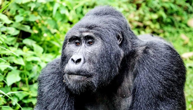 A mountain gorilla stands in front of a leafy, green forest