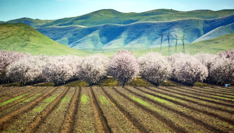 A field in California has rows of dirt with a line of purple-pink trees in the distance standing against mountains in the background