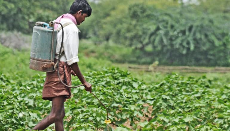 A young man sprays a field of Bt cotton with pesticide from a tank on his back