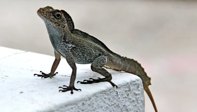 anole (Anolis cristatellus) on cement block