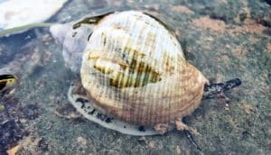 A sea snail's shell sticks partially out of shallow water as the snail sits on a submerged rock