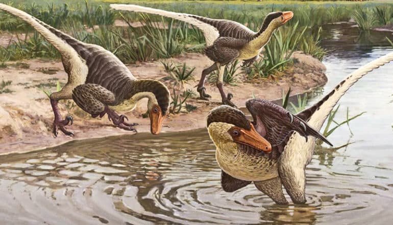 3 feathered Dineobellator notohesperus dinosaurs stand in and on the banks of a creek, drinking and cleaning themselves. The illustration shows them with feathers, beaks, long tails, and arm-like wings