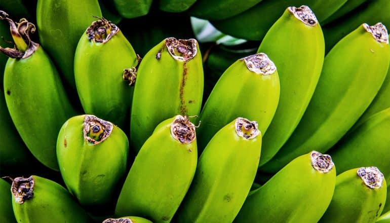Green, ripening bananas sit on a tree in bunches