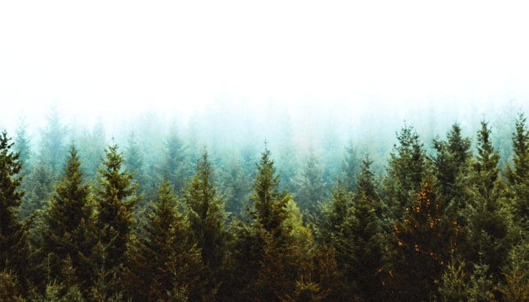 Trees stand in a forest, fading into the distance against a white sky