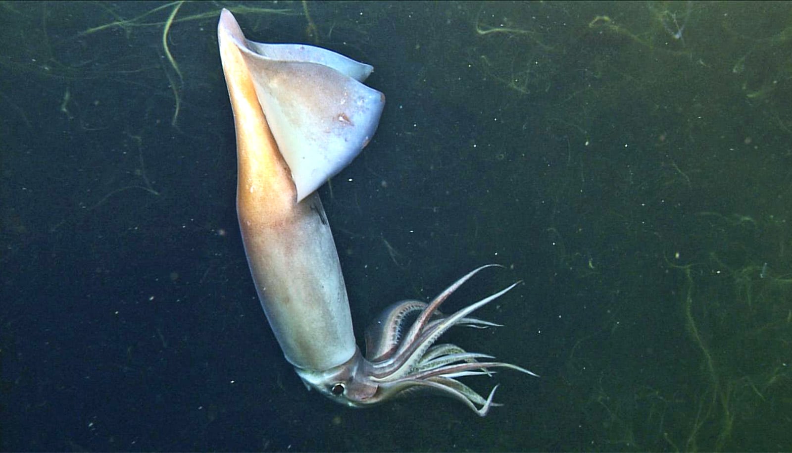 Great Facts: Squid may use light-up organs to ‘talk’ in dark oceans