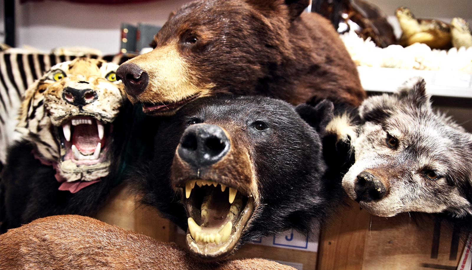 With Bear Trophies And Lion Genitals US Wildlife Trafficking Booms 