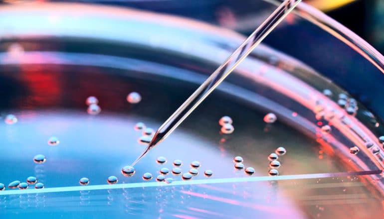 spheres on surface of petri dish and narrow pipette