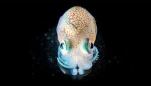 A bobtail squid with glowing green spots on its tentacles and around its eyes floats against a black background