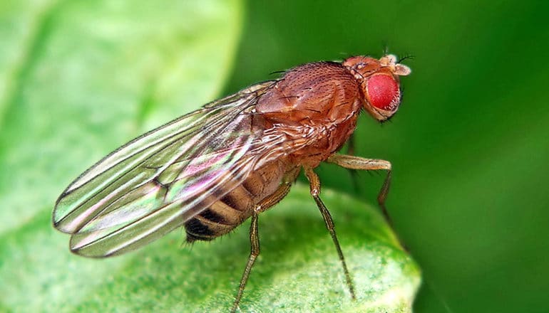 A fruit fly stands on a leaf, looking over the edge, with light shining on its translucent wings