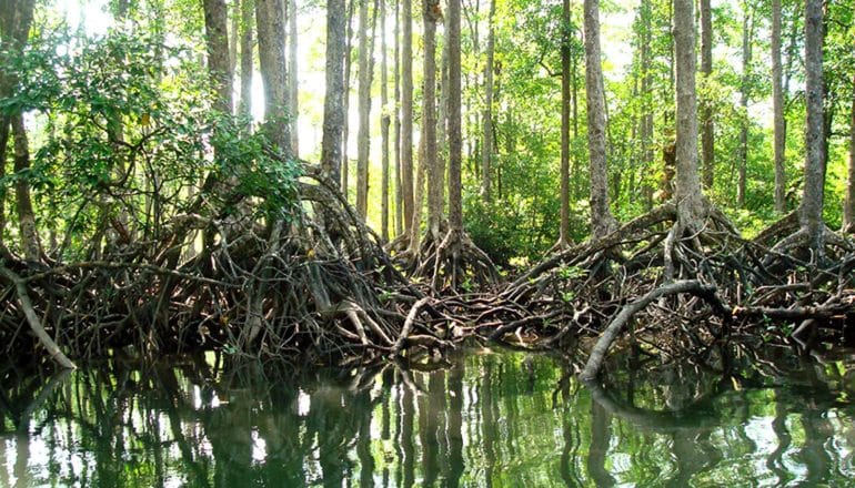 mangrove trees and their reflection in still water