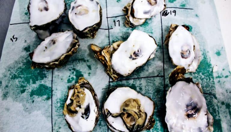 A set of oyster shells sit on a mat