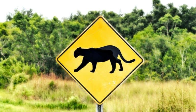 A yellow sign shows a mountain lion's silhouette in black