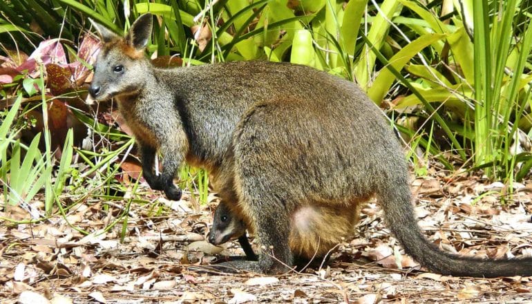 A swamp wallaby stands near green plants with a joey in its pouch