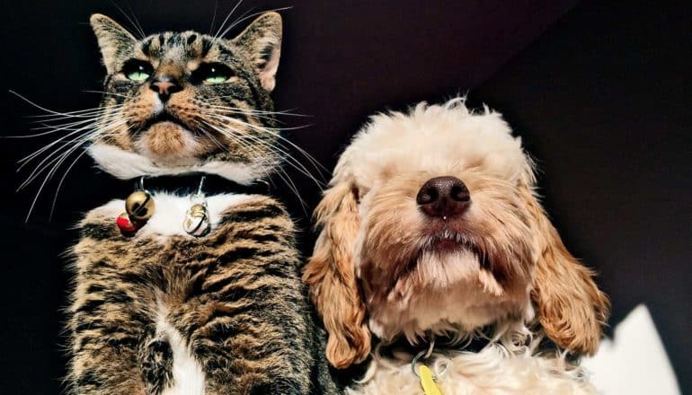 tabby cat and fluffy dog from low angle