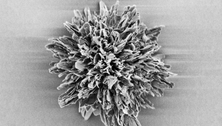 The synthetic microparticle looks like a spiky flower