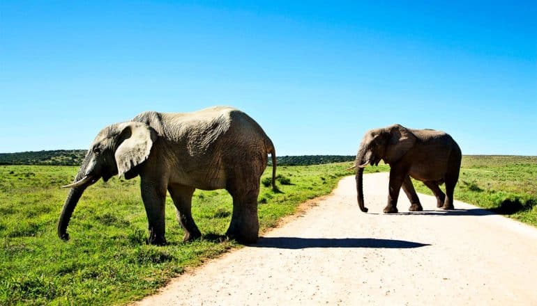 Two elephants cross a dirt road to a grassy field