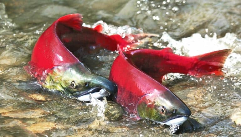 Two bright pinkish-red salmon swim in a stream