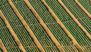diagonal rows of plants from above