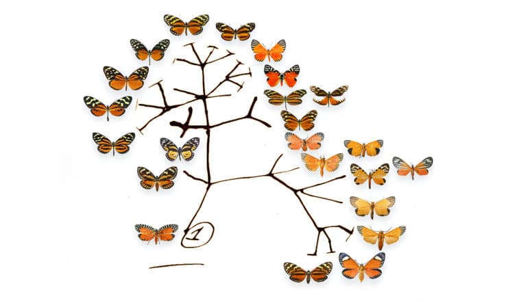 branching diagram with orange butterflies