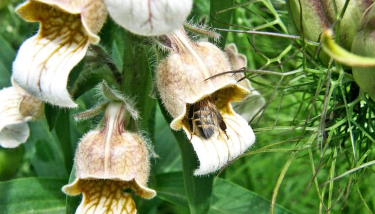 A bee crawls into a white and brown foxglove flower