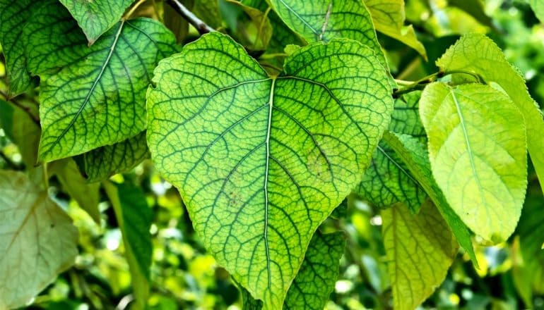 Bright green leaves of a Populus trichocarpa tree have darker green veins running through them