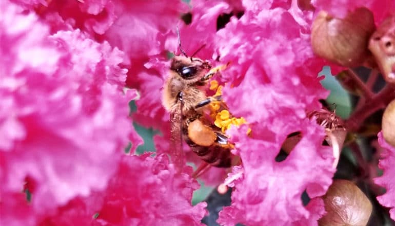 A bee hangs onto a pink flower