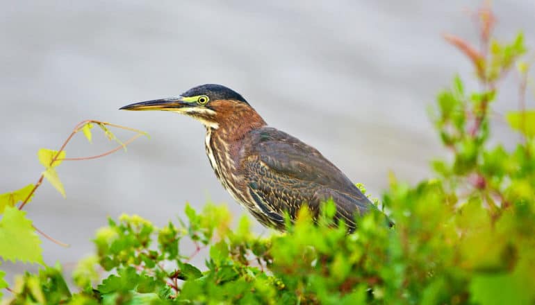 green heron behind shrub