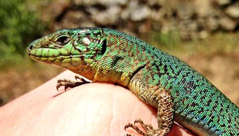 A blue/green lizard sits on top of a researchers hand, it's head smaller than the researchers' knuckle