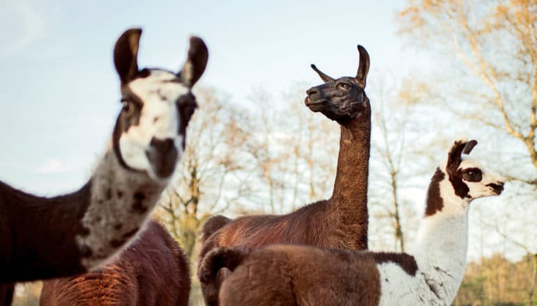 three llamas