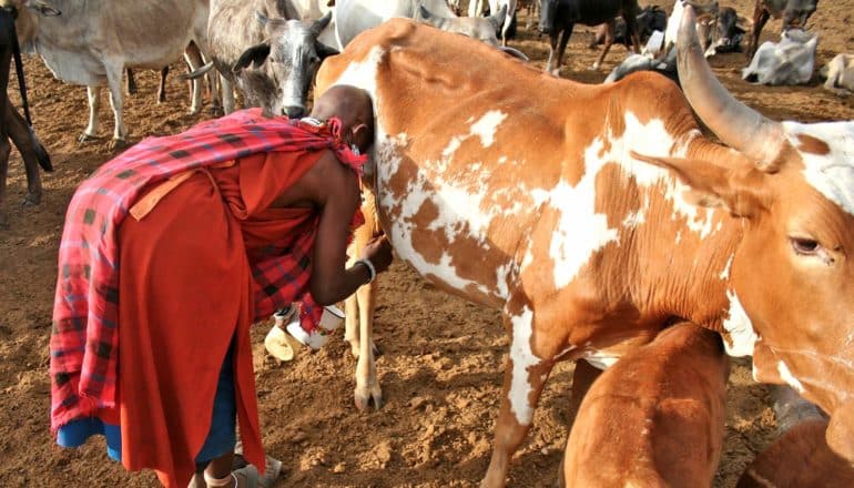 person in Maasai clothing bends to milk cow