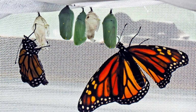 monarchs and cocoons in netting