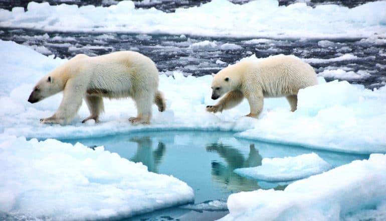 Two polar bears walk on melting ice