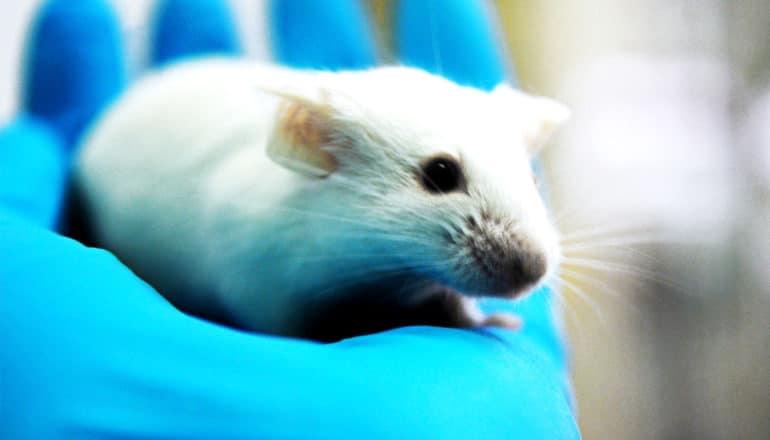 A white mouse sits in a blue-gloved hand