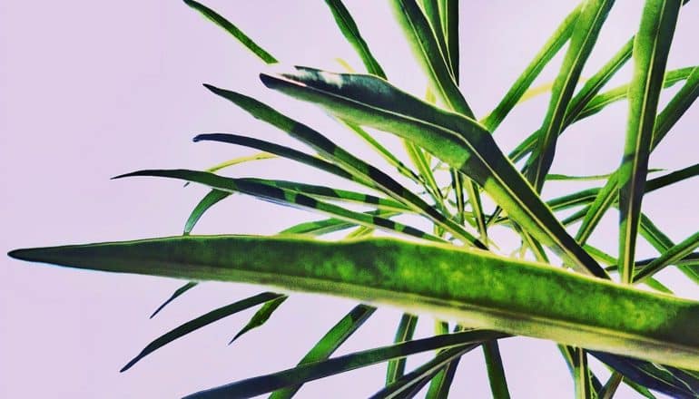 spiky plant leaves from below