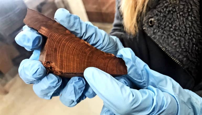 A researcher wearing blue gloves holds a sliver of tree that shows its rings